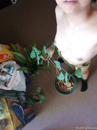 buddingroselia Photo Fuites Nudes OnlyFans 15