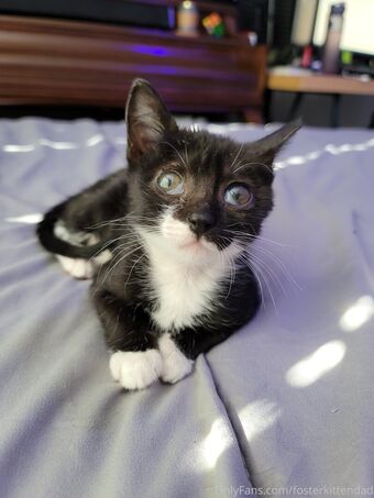 fosterkittendad