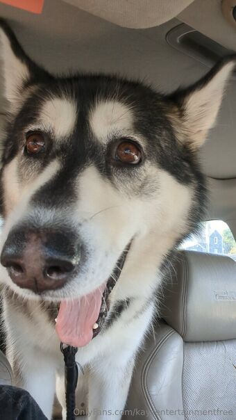 kaysentertainmentfree